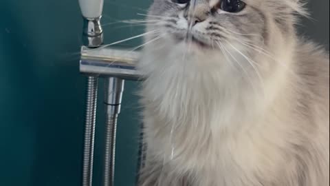 Behold! Opal Drinking Out of the Tub Faucet