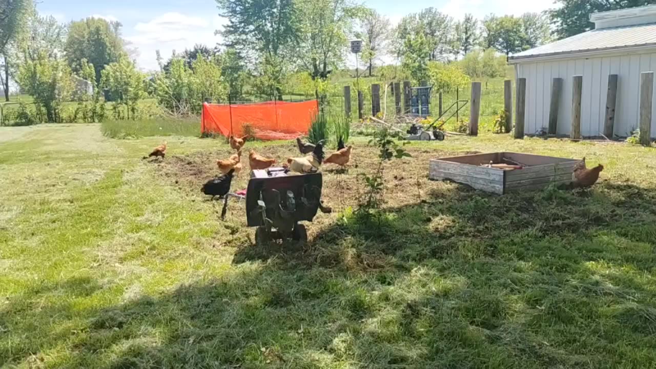 Chicken Party
