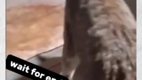 Funny videos