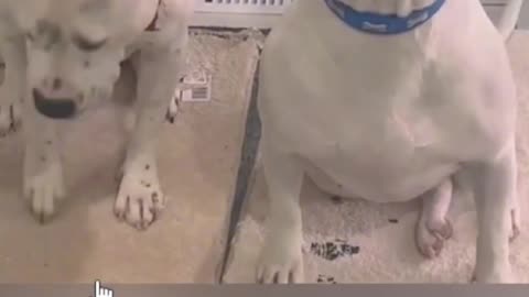Cachorro buscando culpables