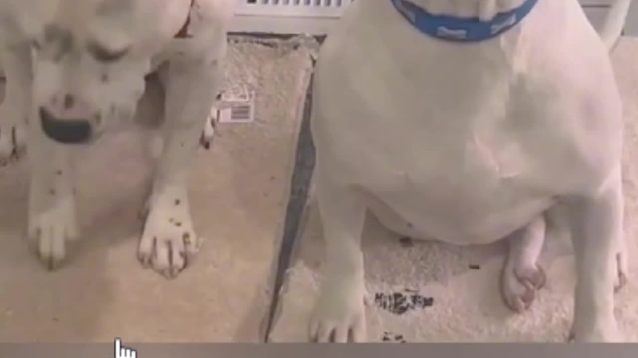 Cachorro buscando culpables