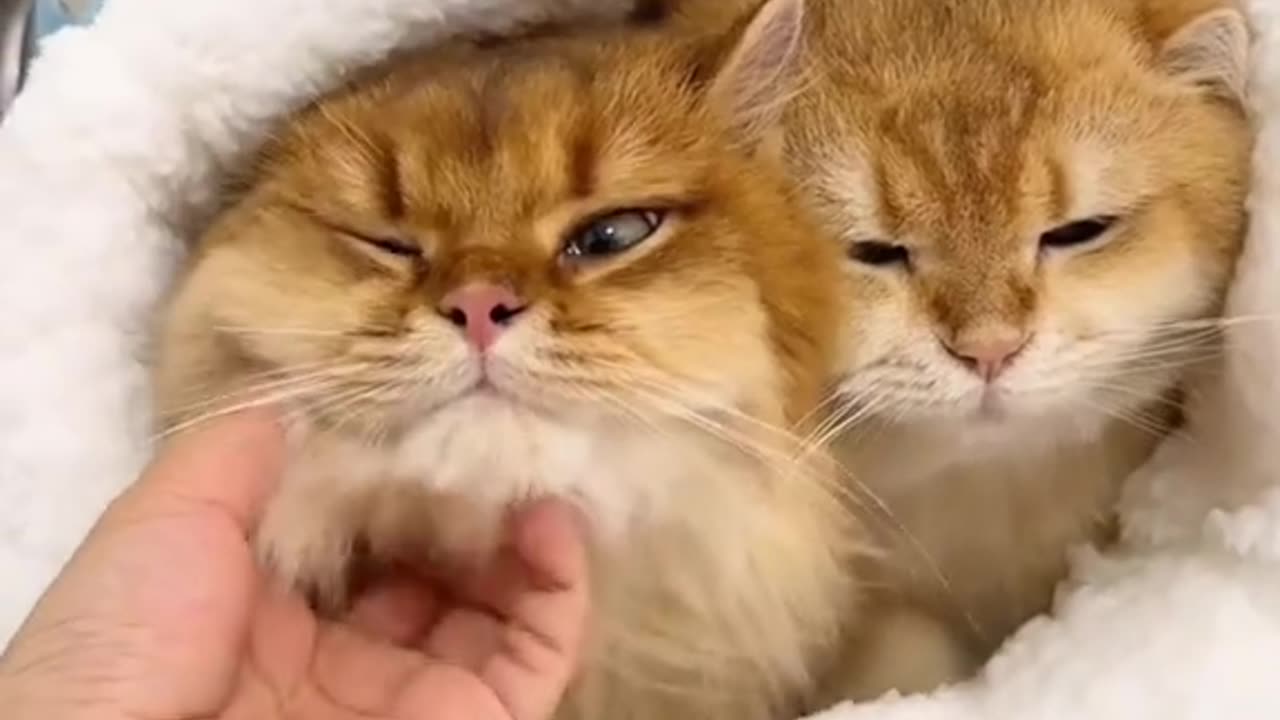 Funny Cats