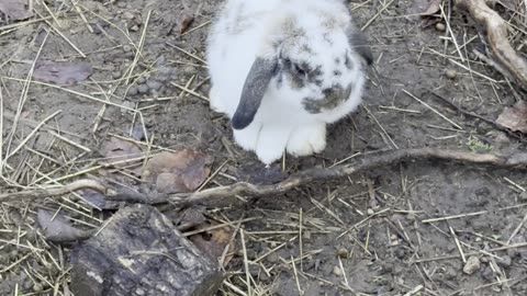Soft Bunny Steps on Gravel 🐇