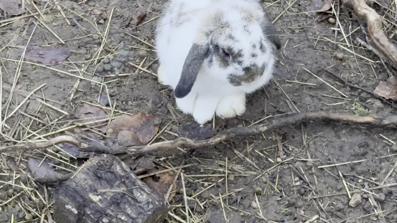 Soft Bunny Steps on Gravel 🐇