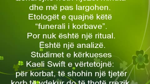 Ato qe nuk i dini rreth Korbit video