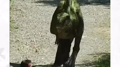Dangerous Animal Pranks