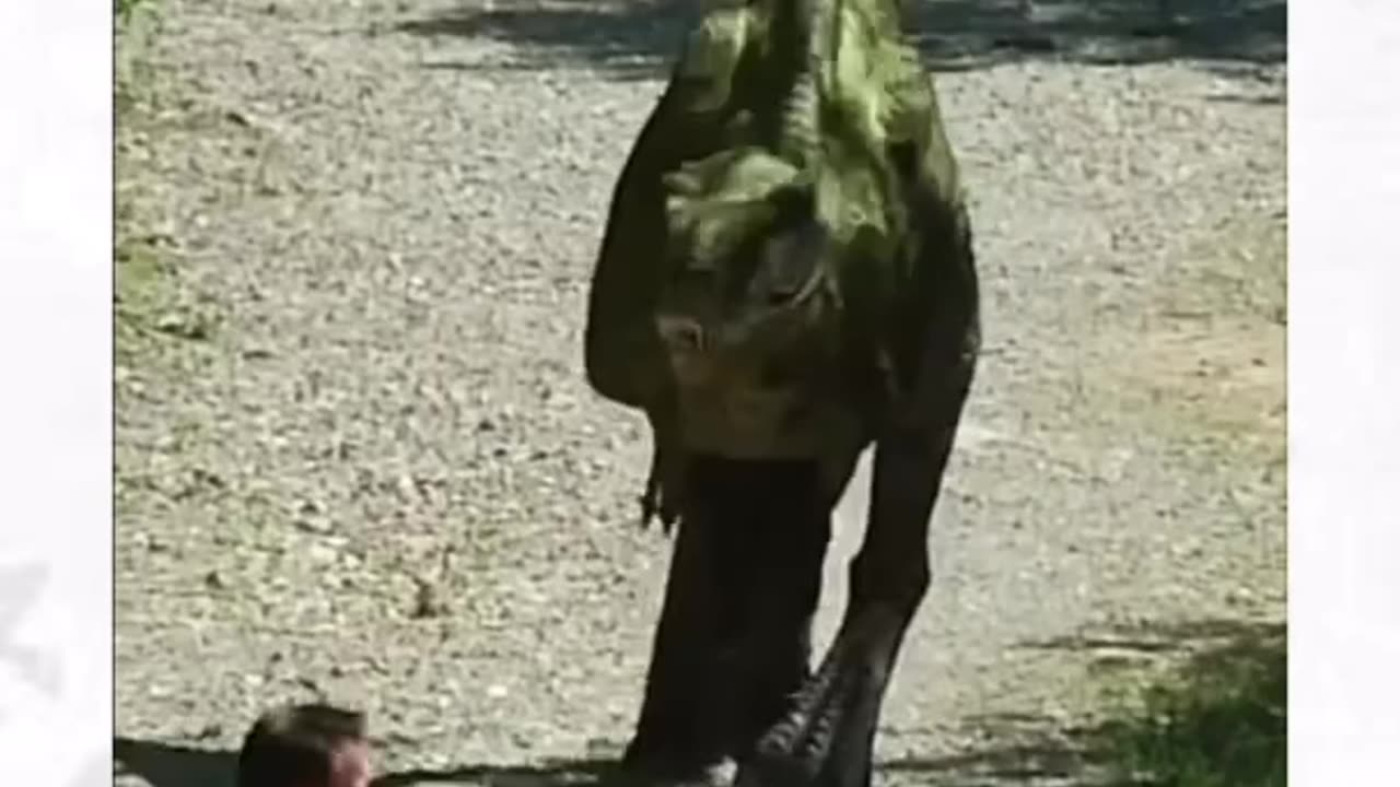 Dangerous Animal Pranks