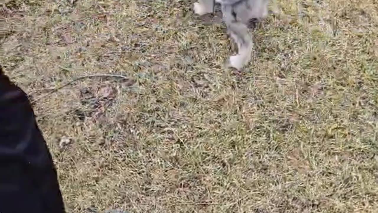 New Dog Joins the Family