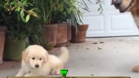 Tail wags ≠ always happy – Right = joy, Left = stress