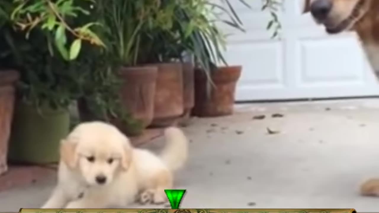 Tail wags ≠ always happy – Right = joy, Left = stress