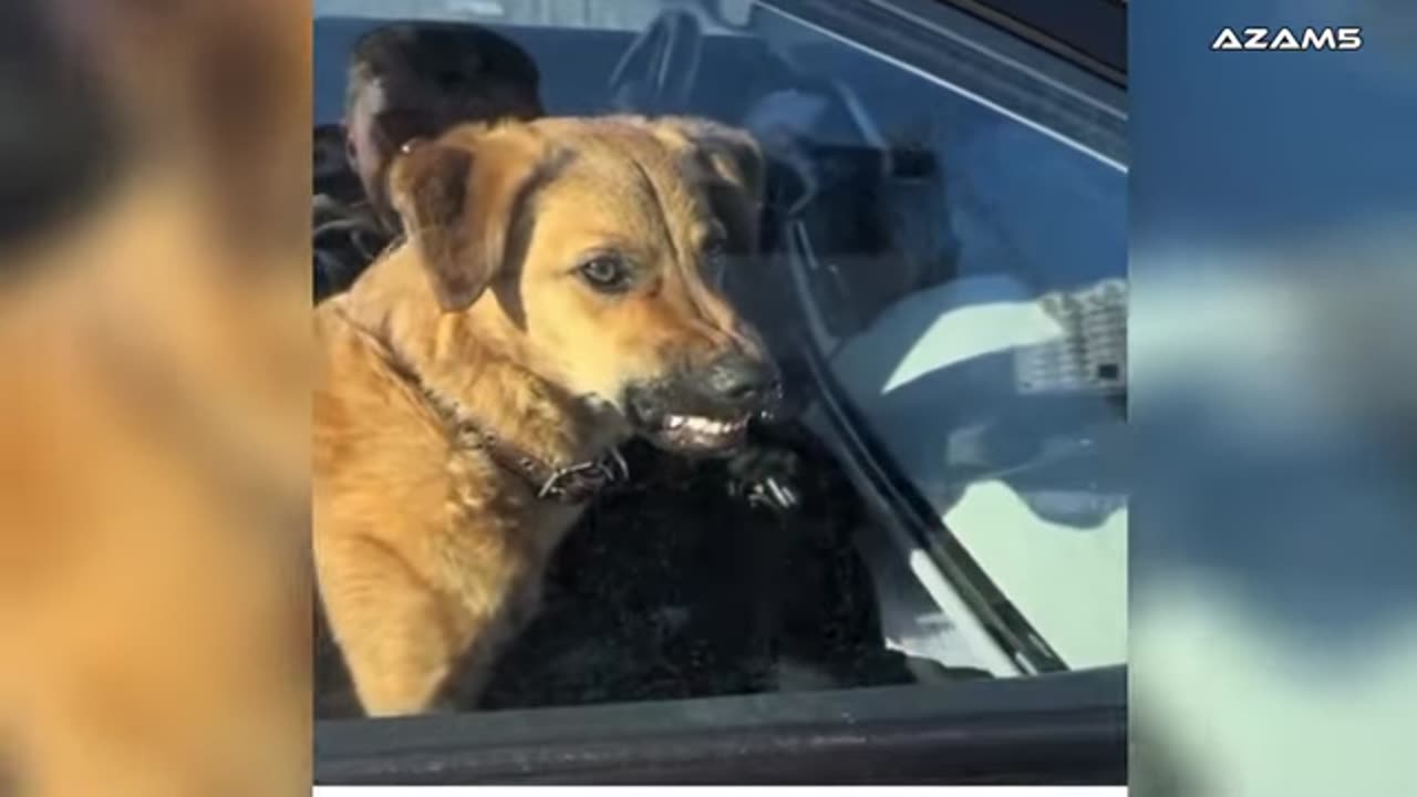 funny animals videos