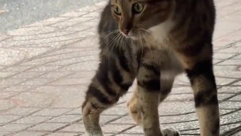 Cat Funny Video