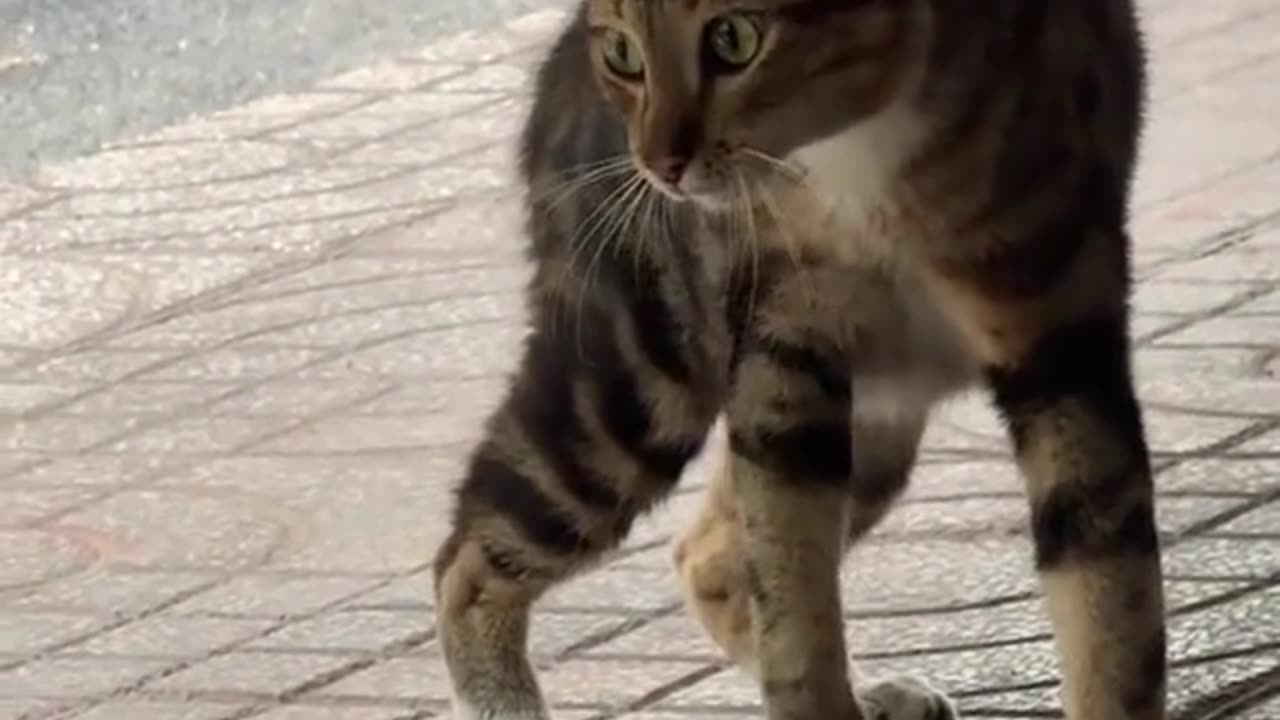 Cat Funny Video