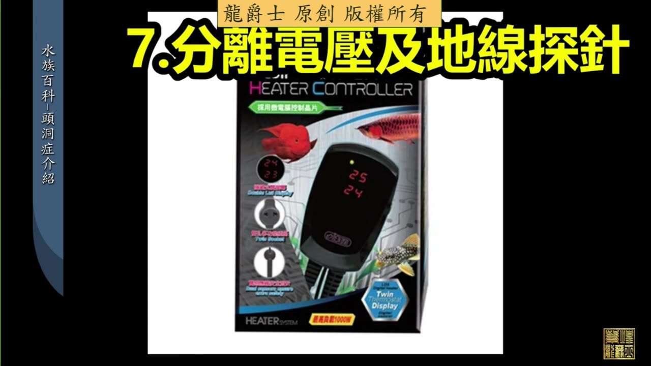 【龍爵士】水族百科 頭洞症