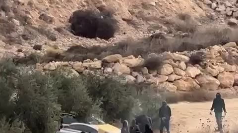 Settlers attack Palestinians while they harvest olives