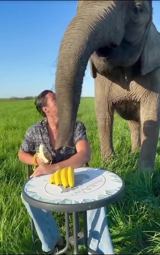 "Banana Time for This Gentle Giant 🐘💛"