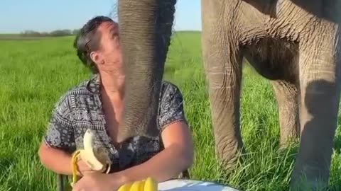 "Banana Time for This Gentle Giant 🐘💛"