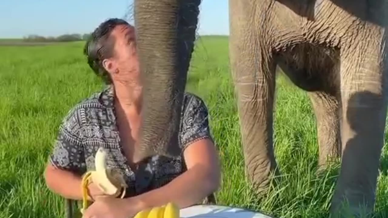 "Banana Time for This Gentle Giant 🐘💛"