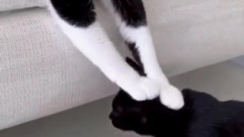 "Even cats don’t believe in skipping meals 😹🥲"