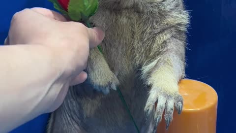 animal magic reaction