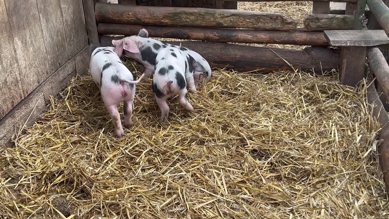 Animal dancing and funny(Wacky ANIMALS Dancing to Funny Beats?)