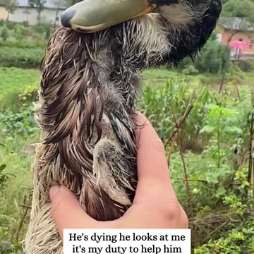 Rescue a duck trapped under the ice