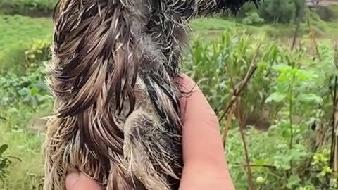 Rescue a duck trapped under the ice