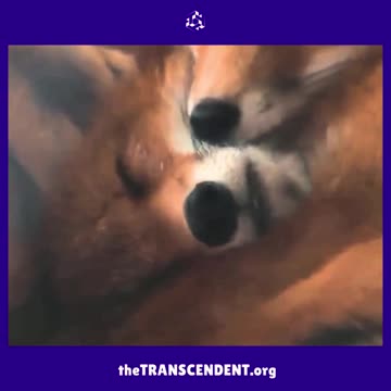 Two are affectionate animals.! theTRANSCENDENT