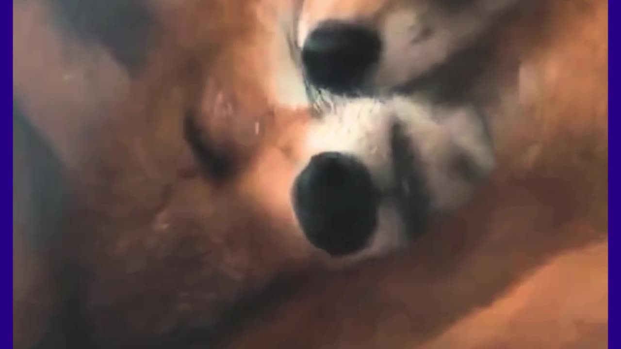 Two are affectionate animals.! theTRANSCENDENT