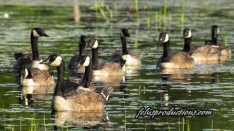 Geese Pictures