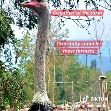 The CULL is coming! Sept 20-23 2025! EDGEWOOD BC