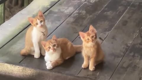 50% 🍊 70% 🍊 100% 🍊