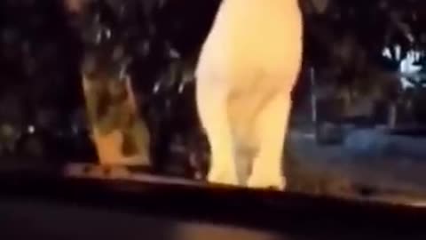 Funny animals videos