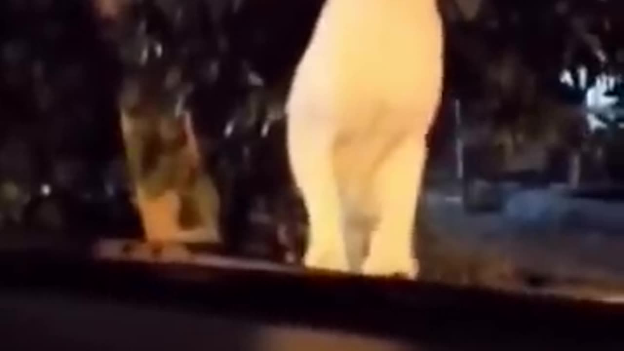 Funny animals videos