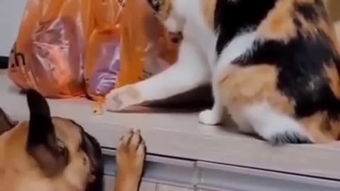 🤣✋ "Just Take It, Man" - The Funniest Animal Reaction Ever! | FunFM