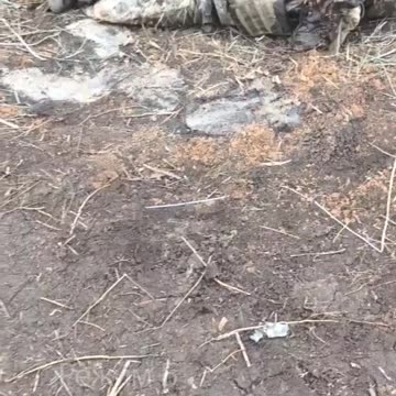 Zemlyansky's blown-off pig commandos