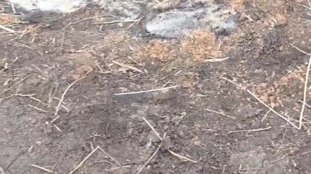 Zemlyansky's blown-off pig commandos