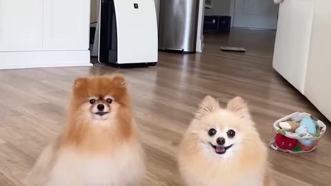 😱🤣 Their Priorities are WILD! Purebred vs Inbred Pomeranian | FunFM
