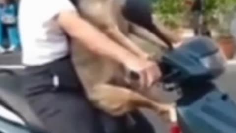 Funny Pet Dogs #Viral #Shorts