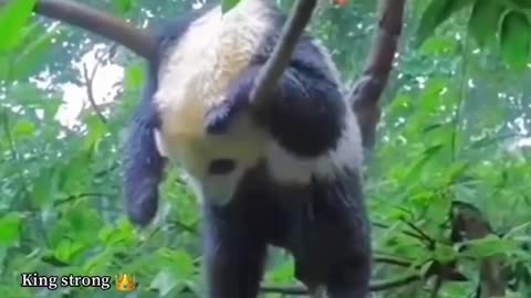 Crazy panda