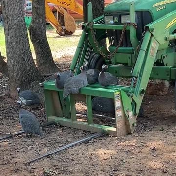 Guineas like Deere the Best!!