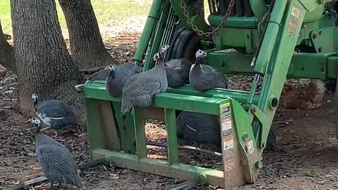 Guineas like Deere the Best!!