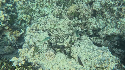 Shark and turtle