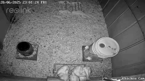Millar Time Chicken Cam
