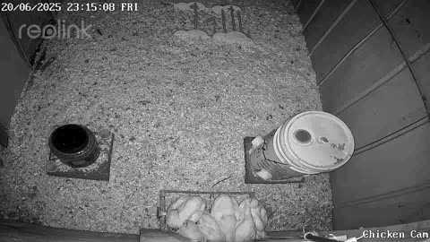Millar Time Chicken Cam