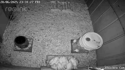 Millar Time Chicken Cam