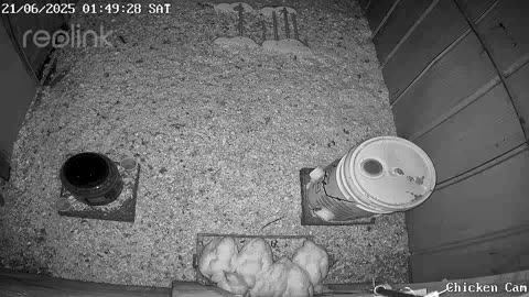 Millar Time Chicken Cam