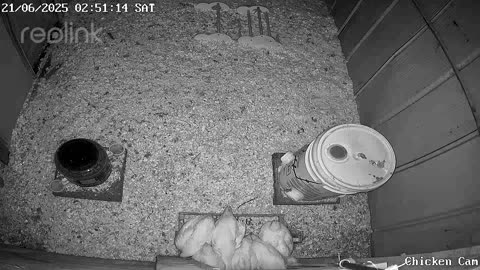 Millar Time Chicken Cam
