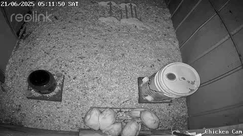 Millar Time Chicken Cam
