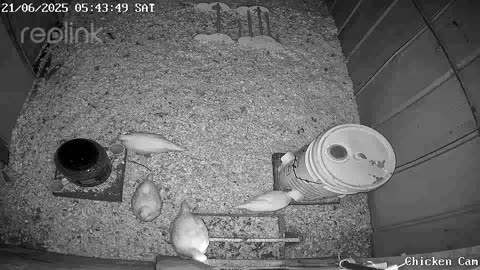 Millar Time Chicken Cam